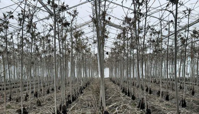 优质果树苗选型：检查要点的具体分析