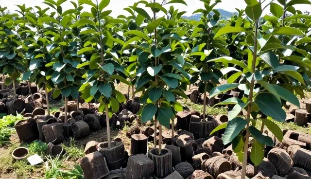 果园种植常见问题及科学应对策略