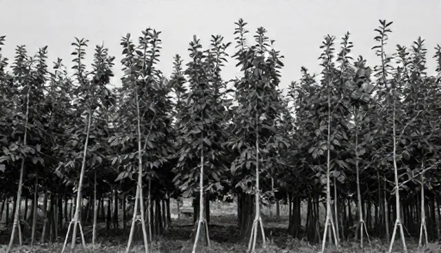 果树苗种植中，供应与养护的取舍之道